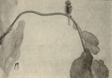 image 33